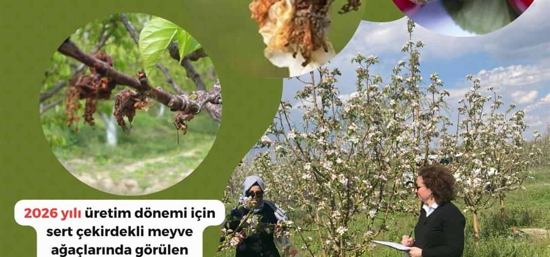 SERT ÇEKİRDEKLİ MEYVE AĞAÇLARINDA ÇİÇEK MONİLYASI İÇİN 2. İLAÇLAMA UYARISI