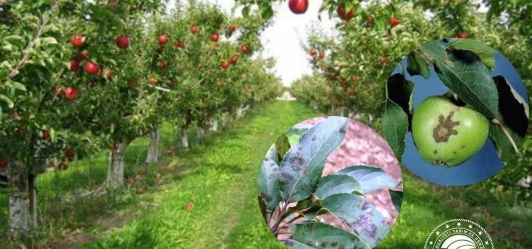 ELMA BAHÇELERİNDE KARALEKE HASTALIĞI İÇİN 2. İLAÇLAMA UYARISI